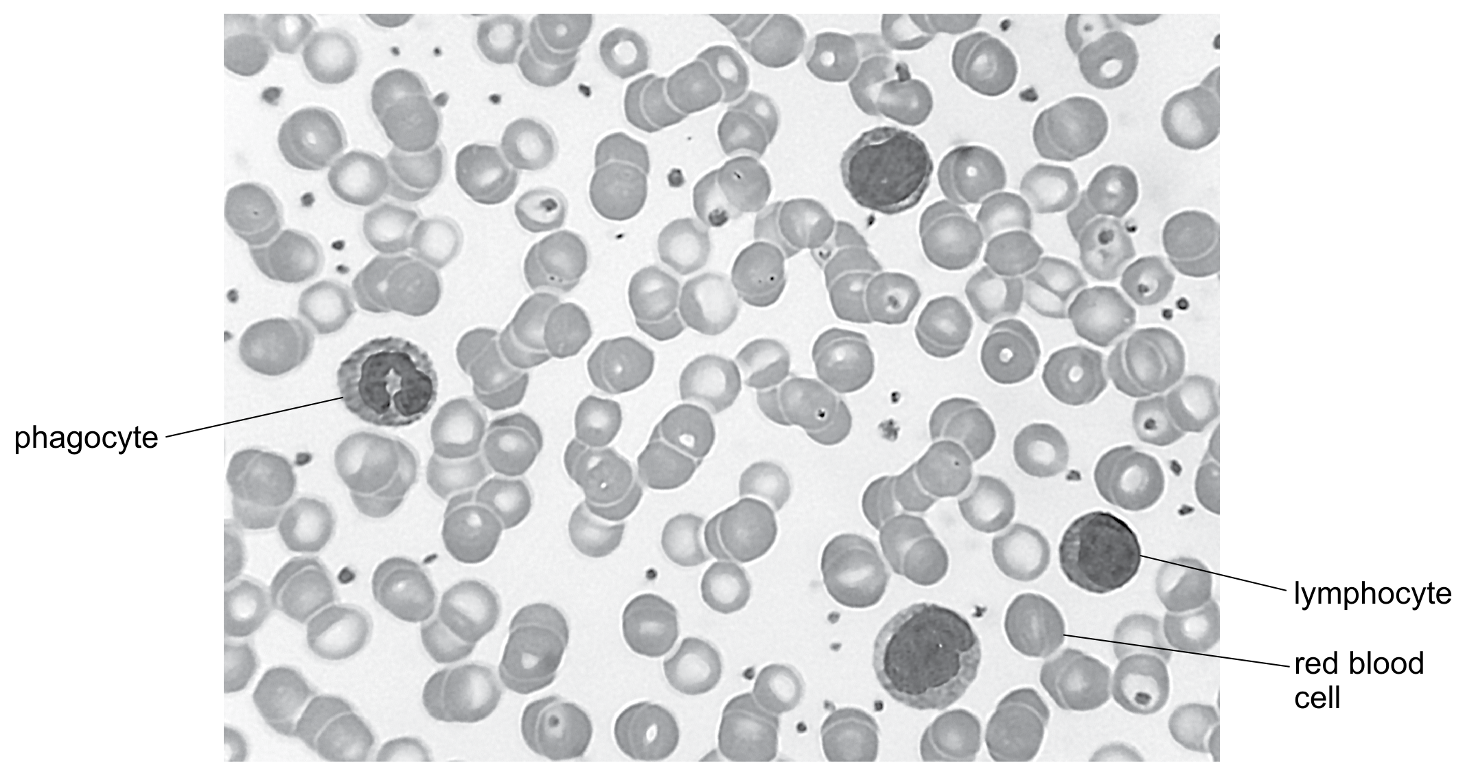 Fig. 3.1