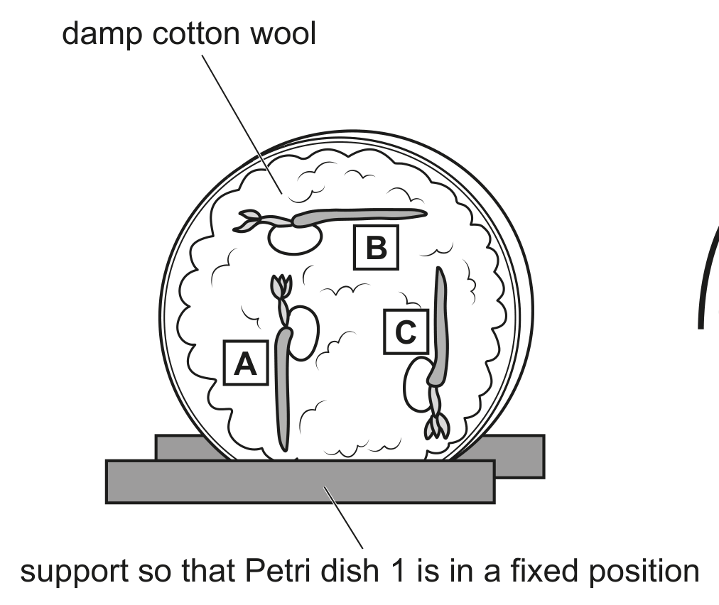 Petri dish 1
