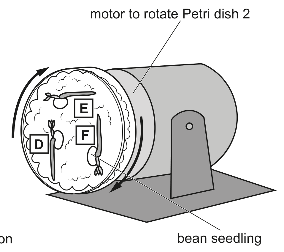 Petri dish 2