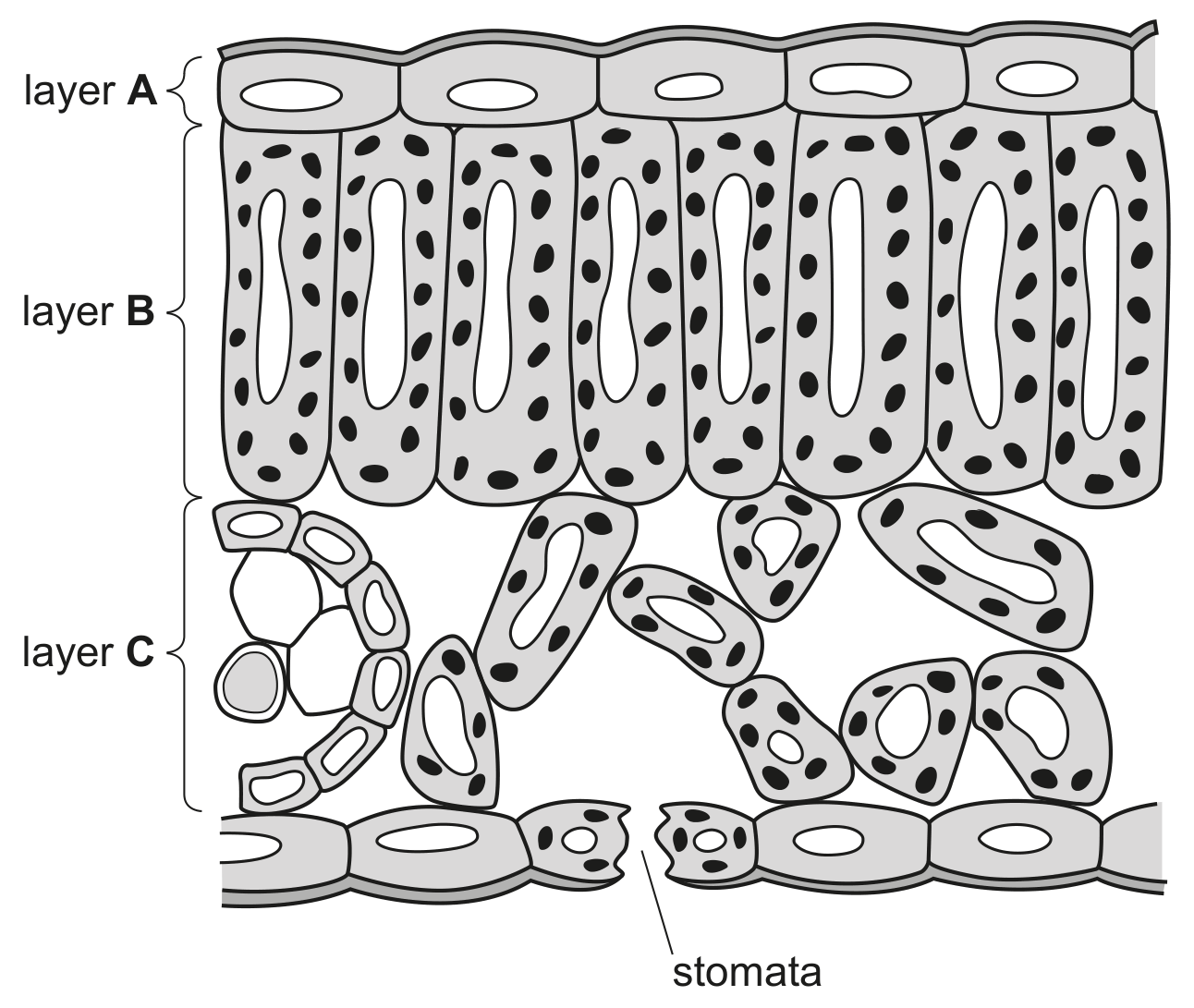 Fig. 1.1