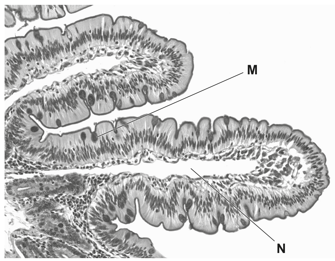 Fig. 2.1