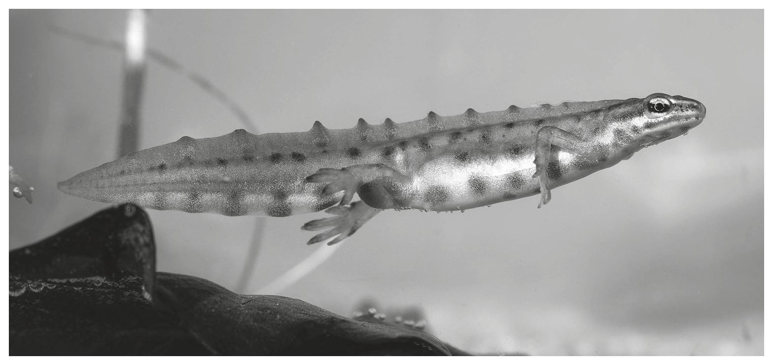 Fig. 1.2