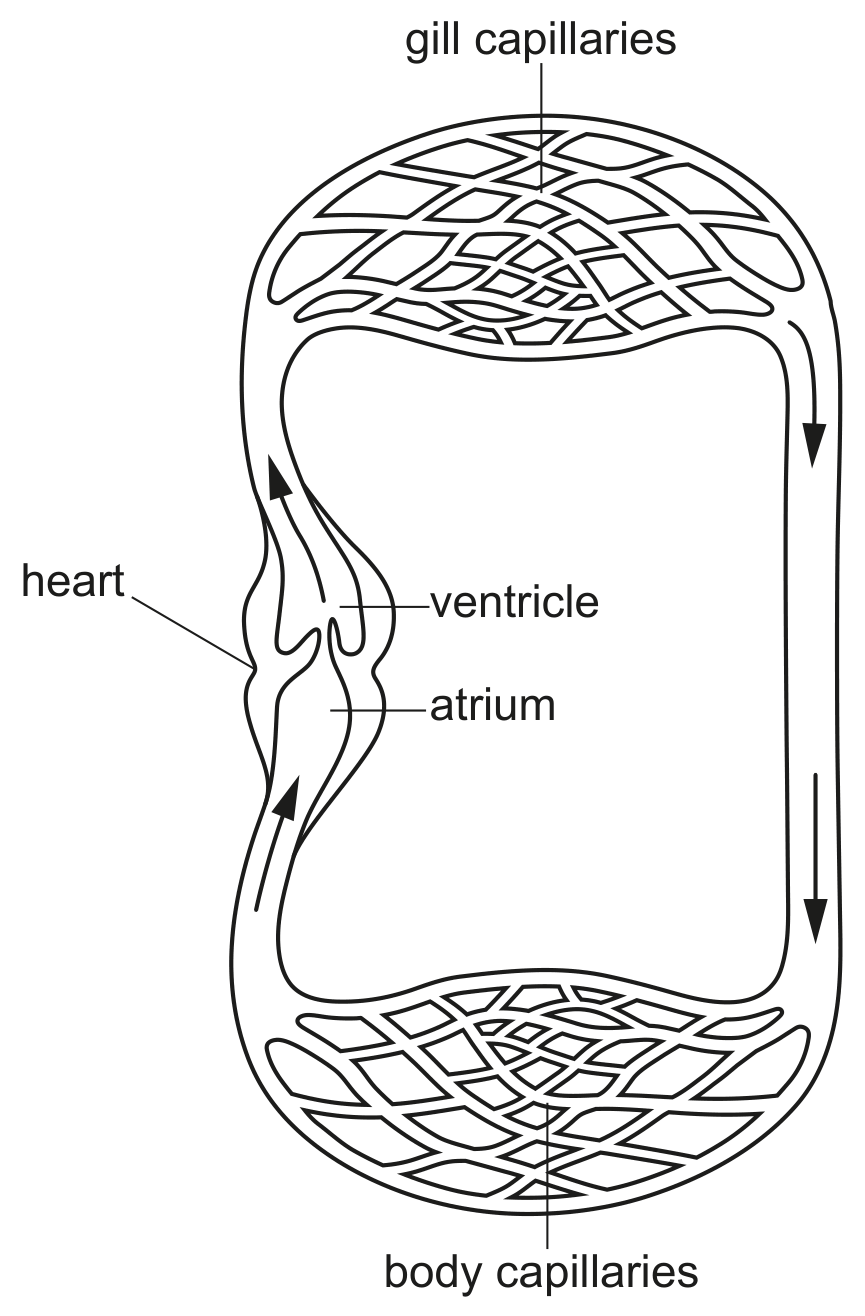 Fig. 1.4 shows the circulatory system of an amphibian.