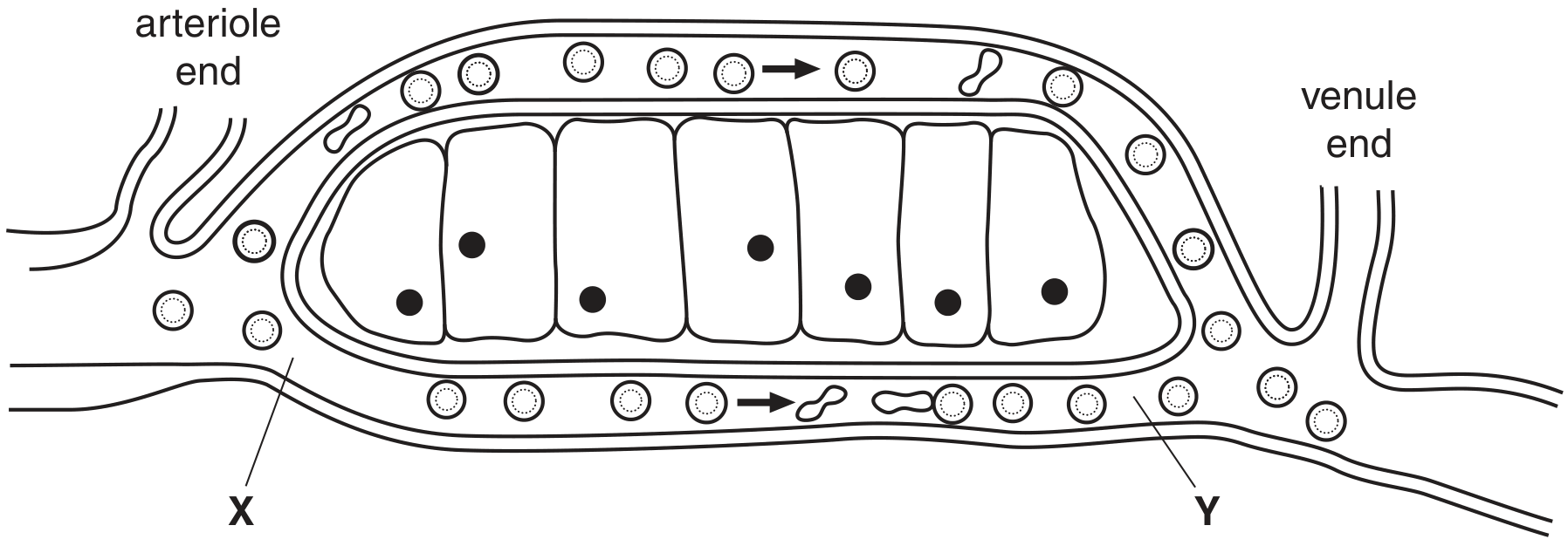 Fig. 2.1 shows part of a capillary network and some cells of the surrounding tissue.
