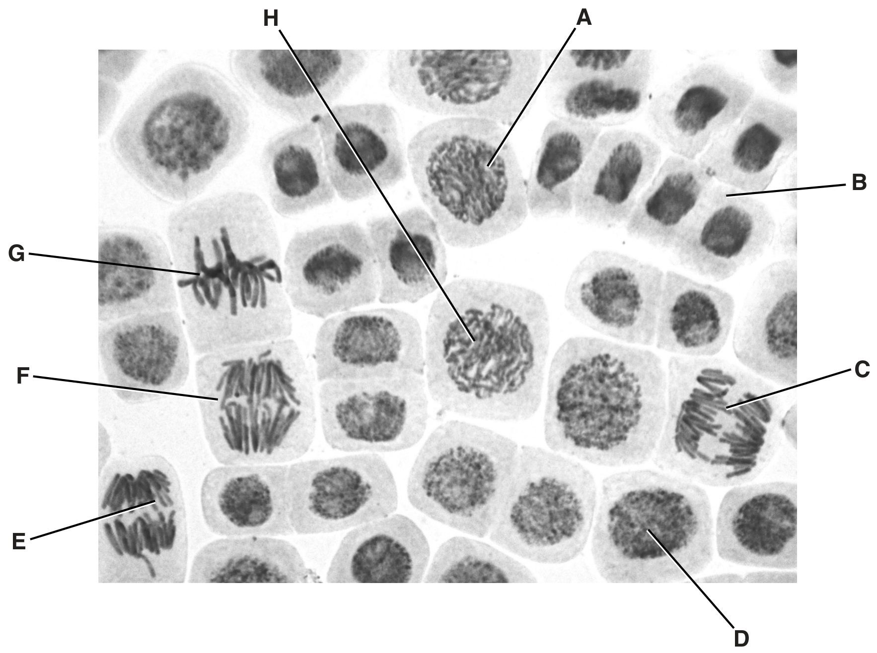 Fig. 1.1
