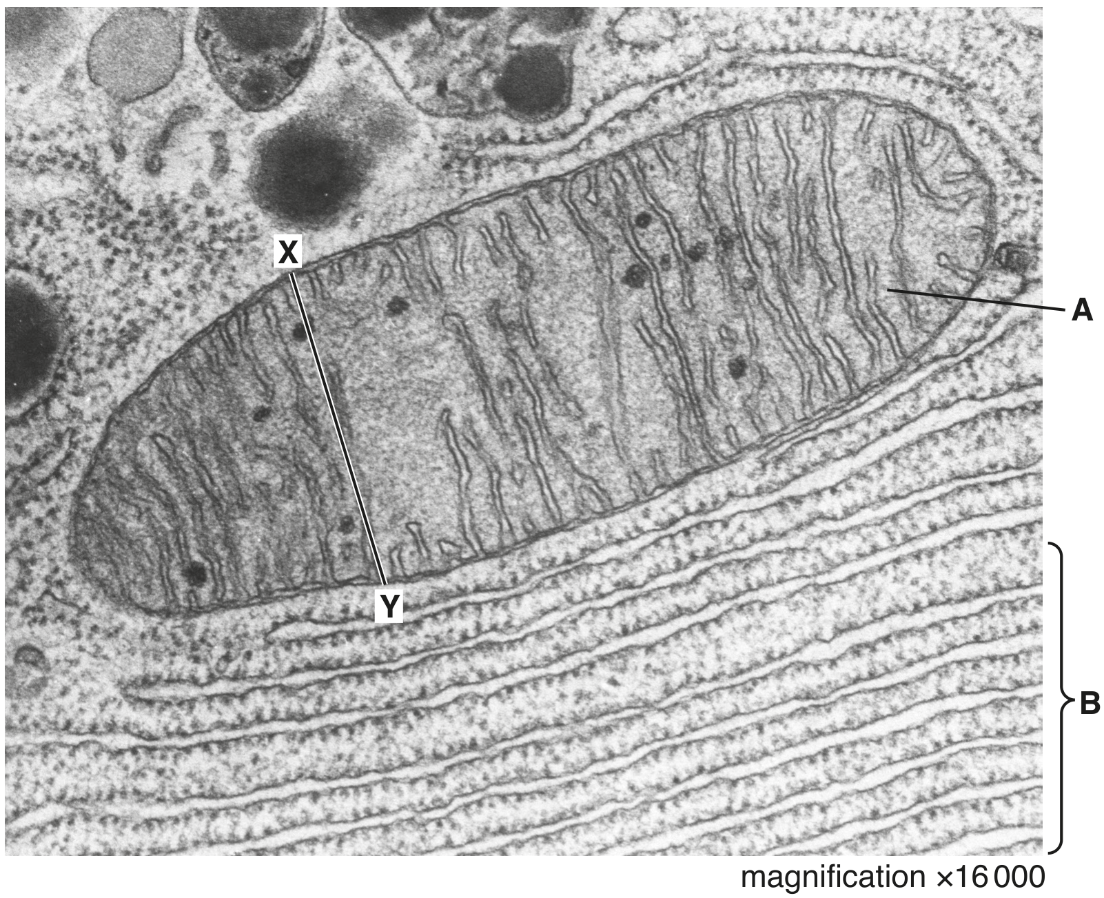 Fig. 1.1