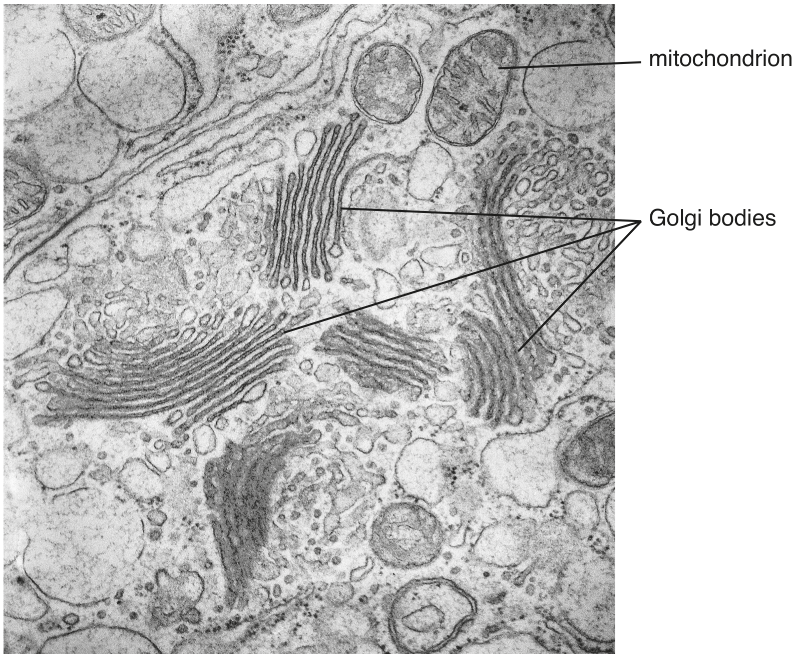 Fig. 1.1