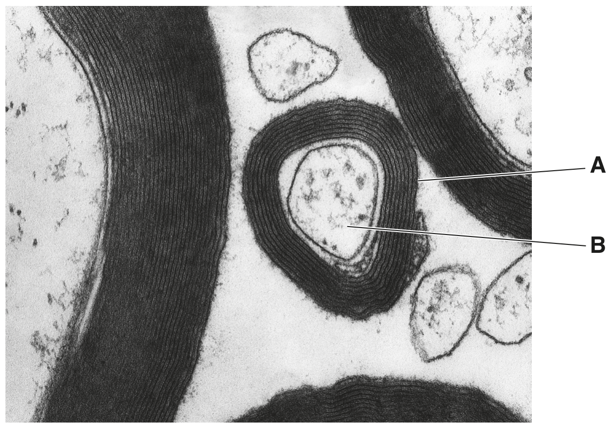 Fig. 1.1