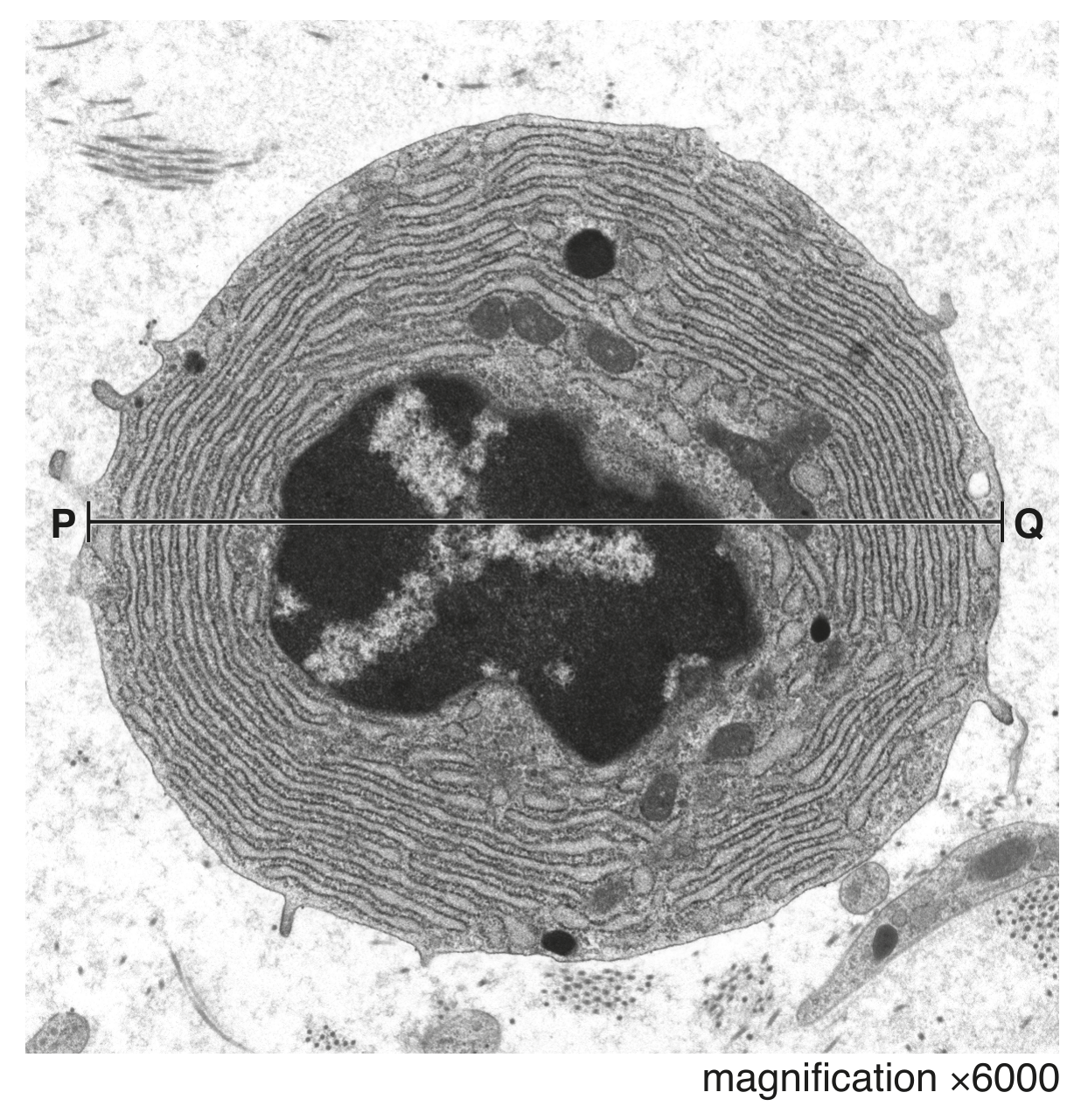 Fig. 1.3