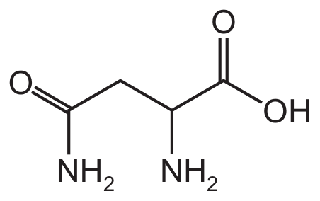 asparagine