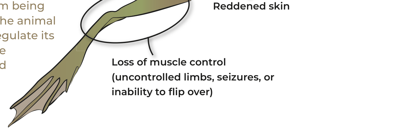 Figure 10(d): Mechanism of chytrid fungus infection in Mindo amphibians