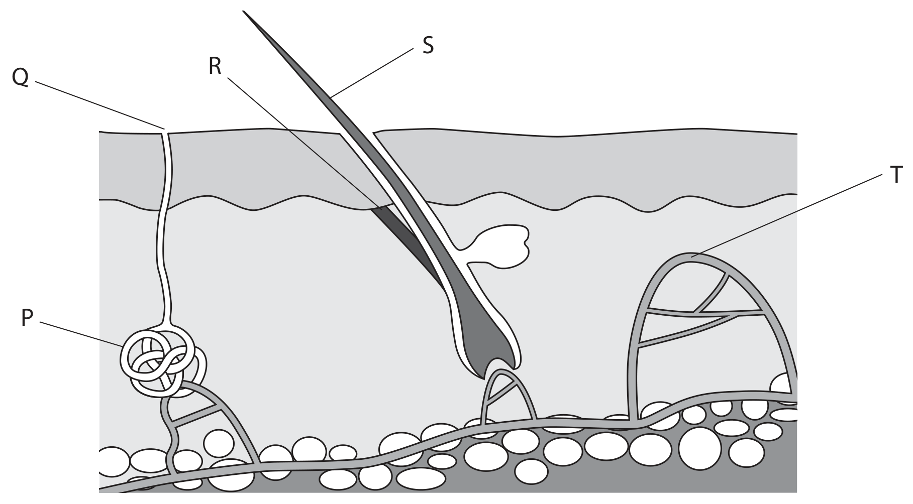 Figure for Question 4(a) — Edexcel IGCSE Biology