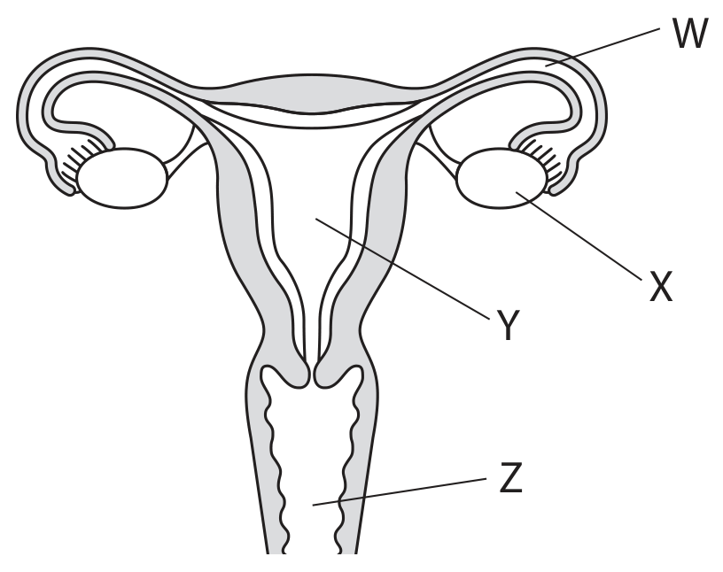 Figure for Question 5(b)(i) — Edexcel IGCSE Biology