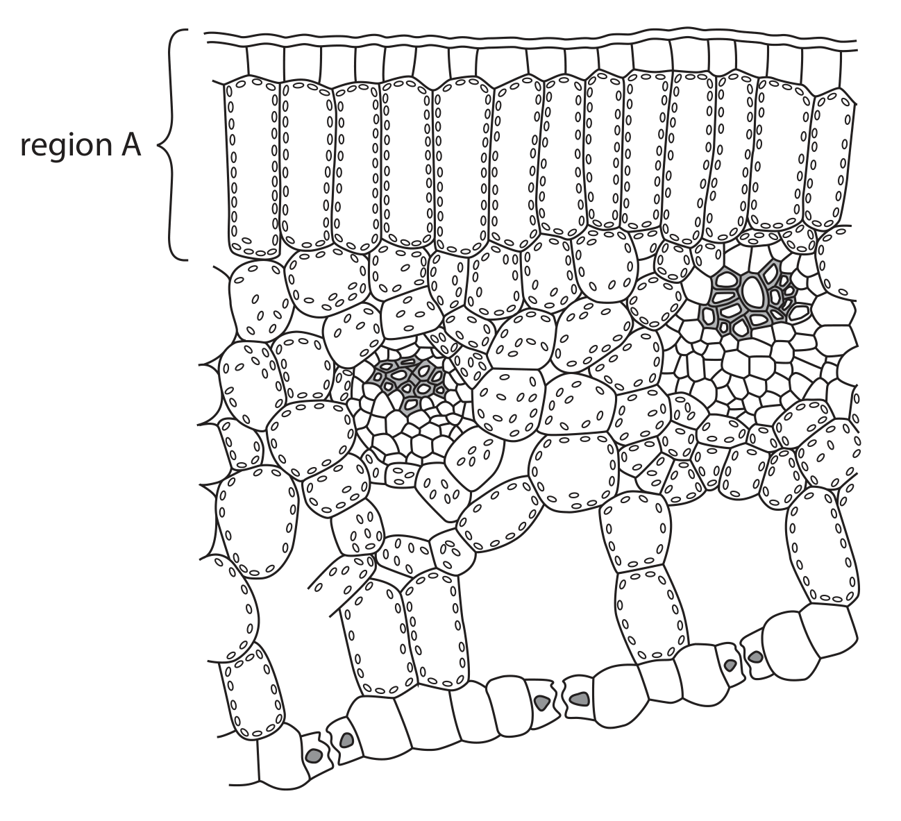 Figure for Question 3(c) — Edexcel IGCSE Biology