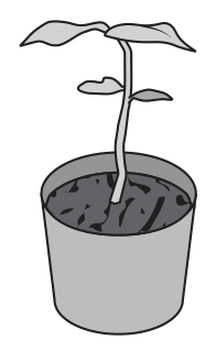 Pot A